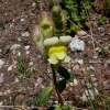 Antirrhinum latifolium -- Breitblättriges Löwenmaul